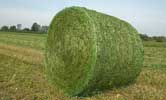 Forage: a round bale of hay