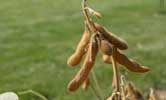 A soybean plant