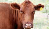 Cattle