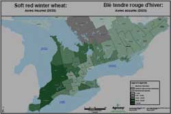 Blé tendre rouge d'hiver : Acres assurés (2023)