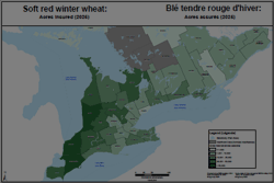 Blé tendre rouge d'hiver : Acres assurés (2025)