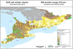 Soft red winter wheat: Harvested yields (2019)