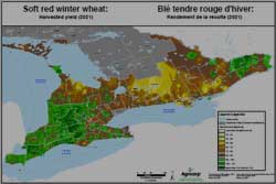 Blé tendre rouge d'hiver : Rendement de la récolte (2021)