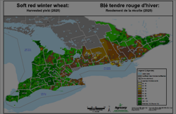 Blé tendre rouge d'hiver: Rendement de la récolte (2025)