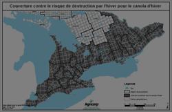 Couverture contre le risque de destruction par l’hiver pour le canola d’hive
